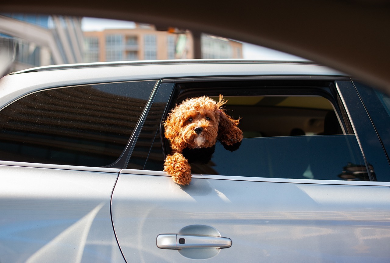 Würzburg: Hund bei Hitze im Auto gelassen Würzburg: Hund bei Hitze im Auto gelassen