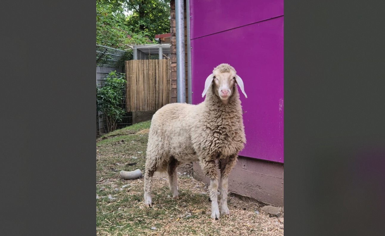 Würzburg: Schaf "Mäählanie" an Besitzer übergeben Würzburg: Schaf "Mäählanie" an Besitzer übergeben