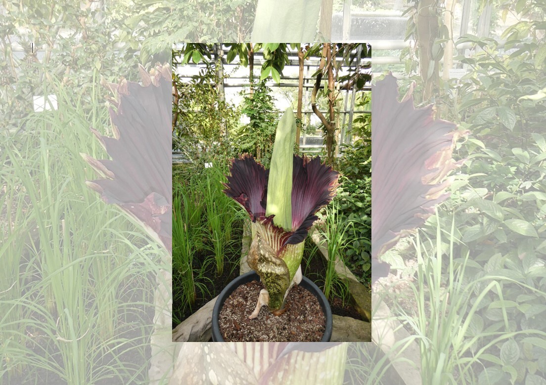 Würzburg: Kleine Titanwurz blüht im Botanischen Garten Würzburg: Kleine Titanwurz blüht im Botanischen Garten