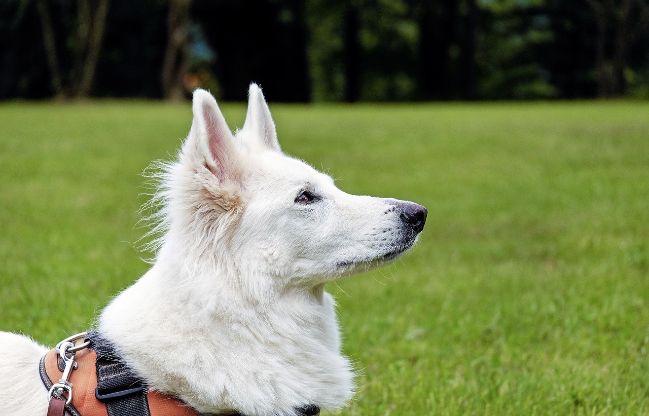 Würzburg: Schäferhund aus Auto geklaut Würzburg: Schäferhund aus Auto geklaut