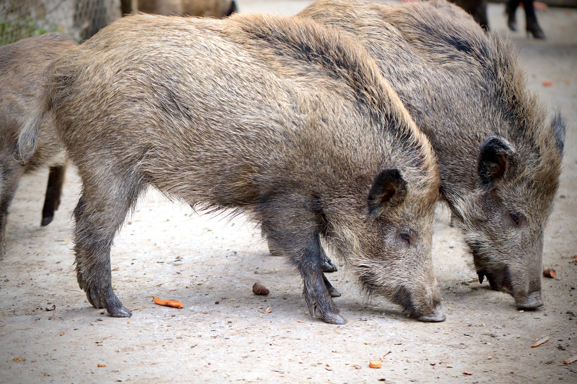 Sommerhausen: Nach Einbruch in Tierpark - Polizei geht von vier Tätern aus Sommerhausen: Nach Einbruch in Tierpark - Polizei geht von vier Tätern aus
