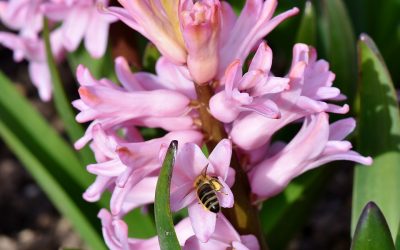 Imkern auf dem Balkon oder im Garten – warum die Bienenzucht wichtig ist