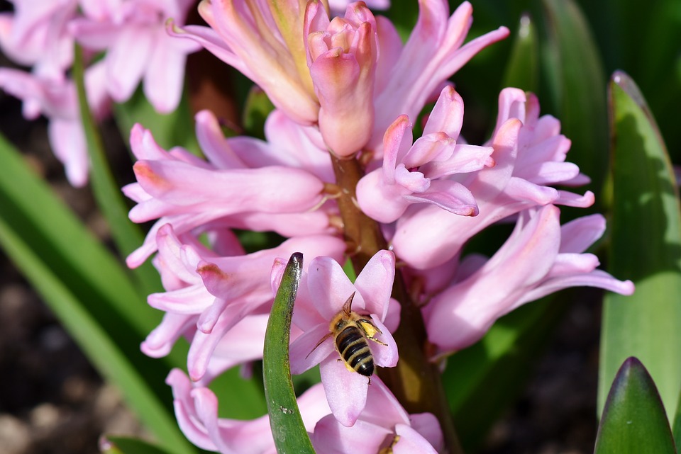 Imkern auf dem Balkon oder im Garten – warum die Bienenzucht wichtig ist